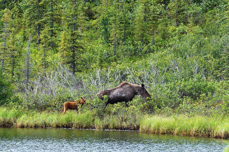2017-alaska-050.jpg - Denali highway, moose = eland