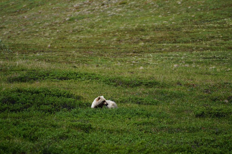 2017-alaska-087.jpg - Denali national park, grizzlies