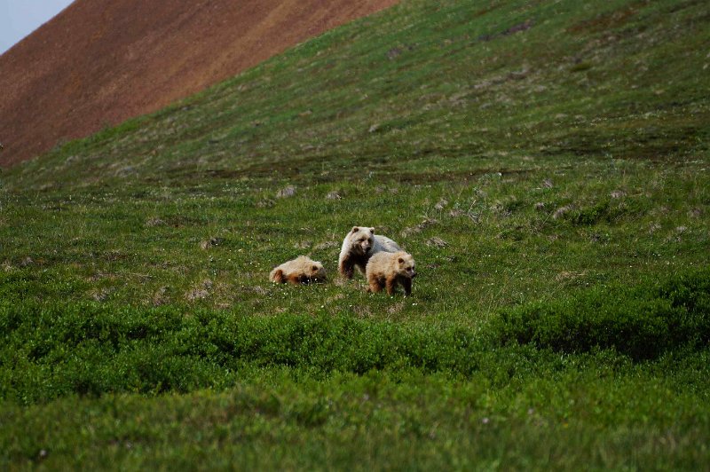 2017-alaska-088.jpg - Denali national park, grizzlies