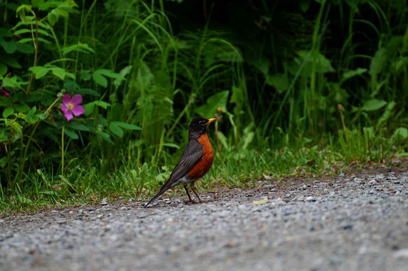 2017-alaska-131.jpg - American Robin
