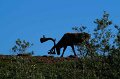 2017-alaska-064