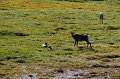 2017-alaska-067