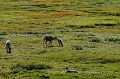 2017-alaska-069