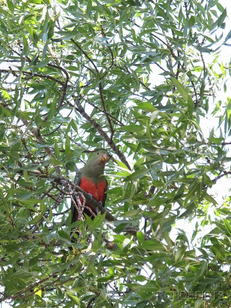IMG_2385_papagaai.jpg