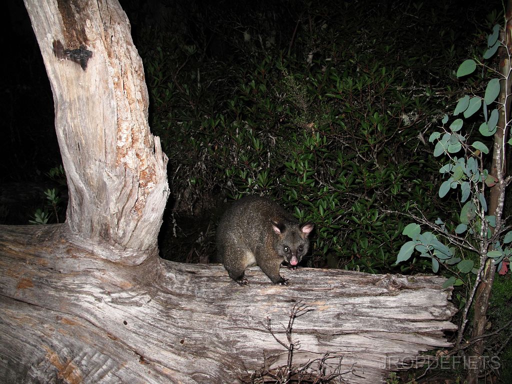 IMG_2473_possum.jpg - Possum