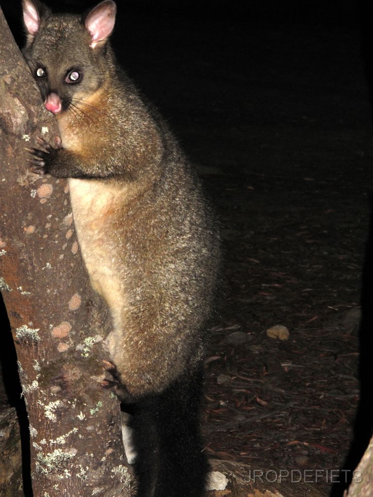 IMG_2553_possum.jpg - Nog een Possum