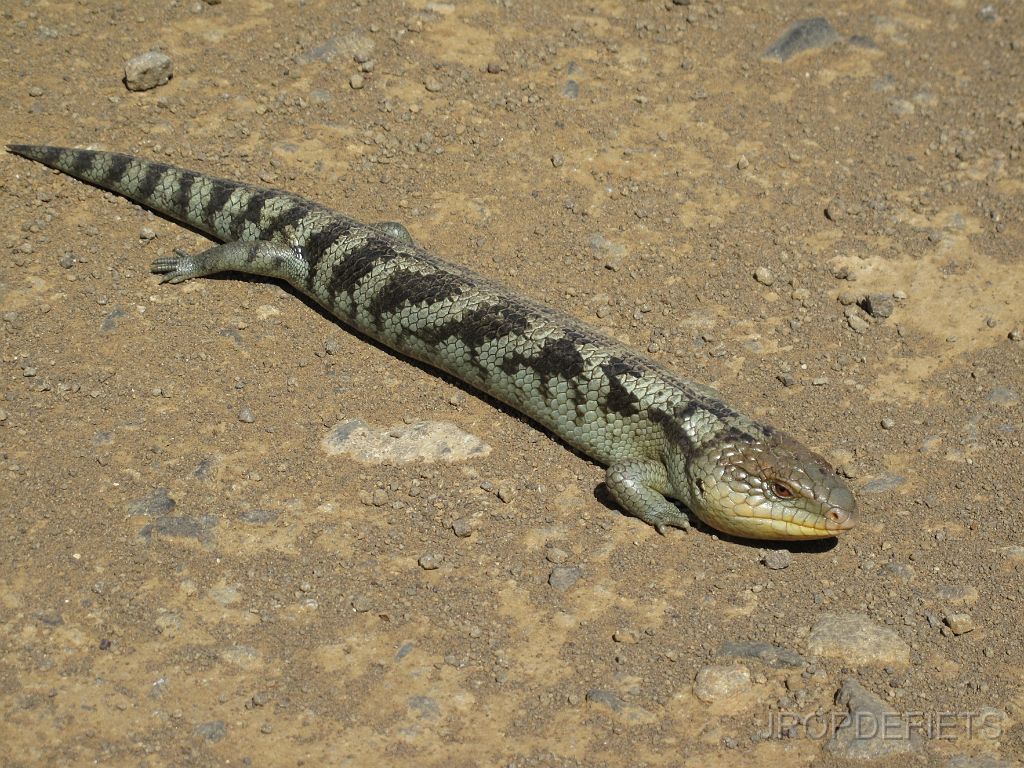 IMG_2559.JPG - 50 cm
