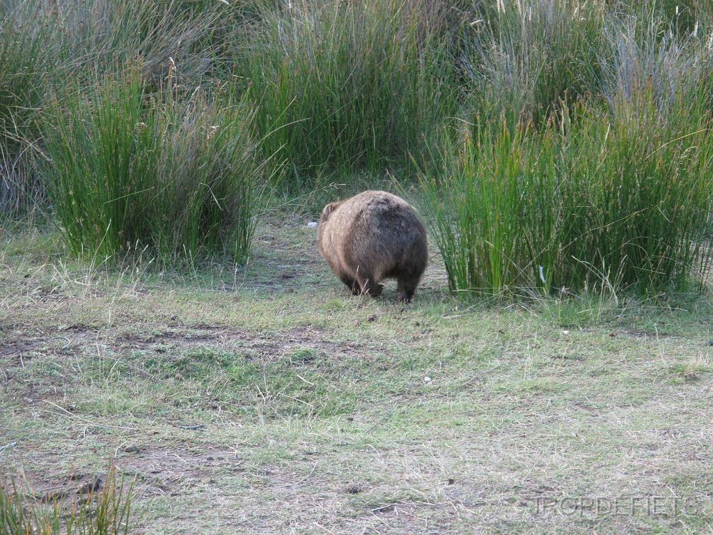 IMG_2635.JPG - Wombat