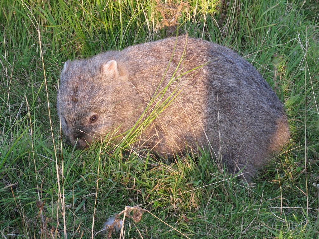 IMG_2647.JPG - Wombat
