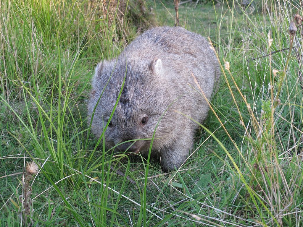 IMG_2650.JPG - Wombat
