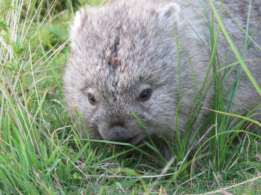 IMG_2655.JPG - Wombat