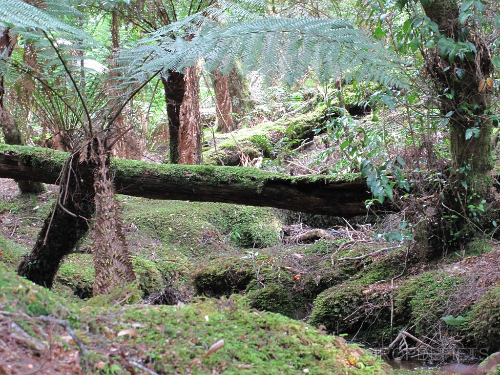 IMG_2693.JPG - Mount Victoria Forest Reserve