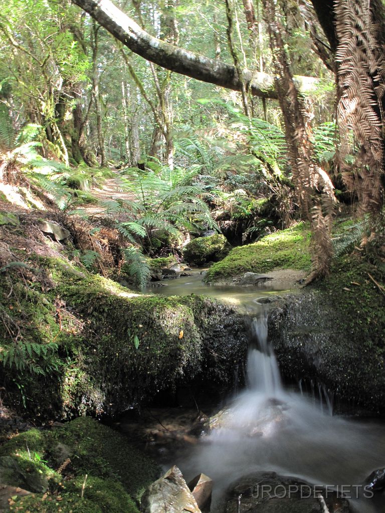 IMG_2701.JPG - Mount Victoria Forest Reserve