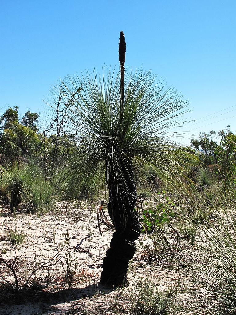 IMG_2833_boomgras.jpg - Grampians NP