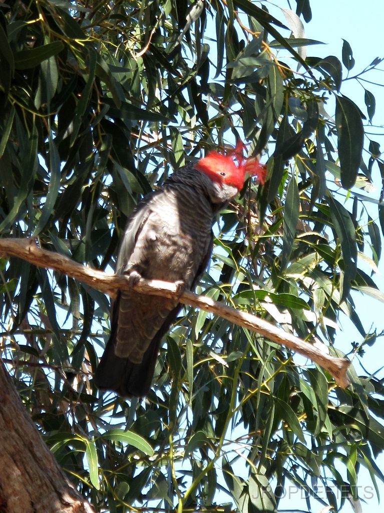 IMG_2838_papagaai.jpg