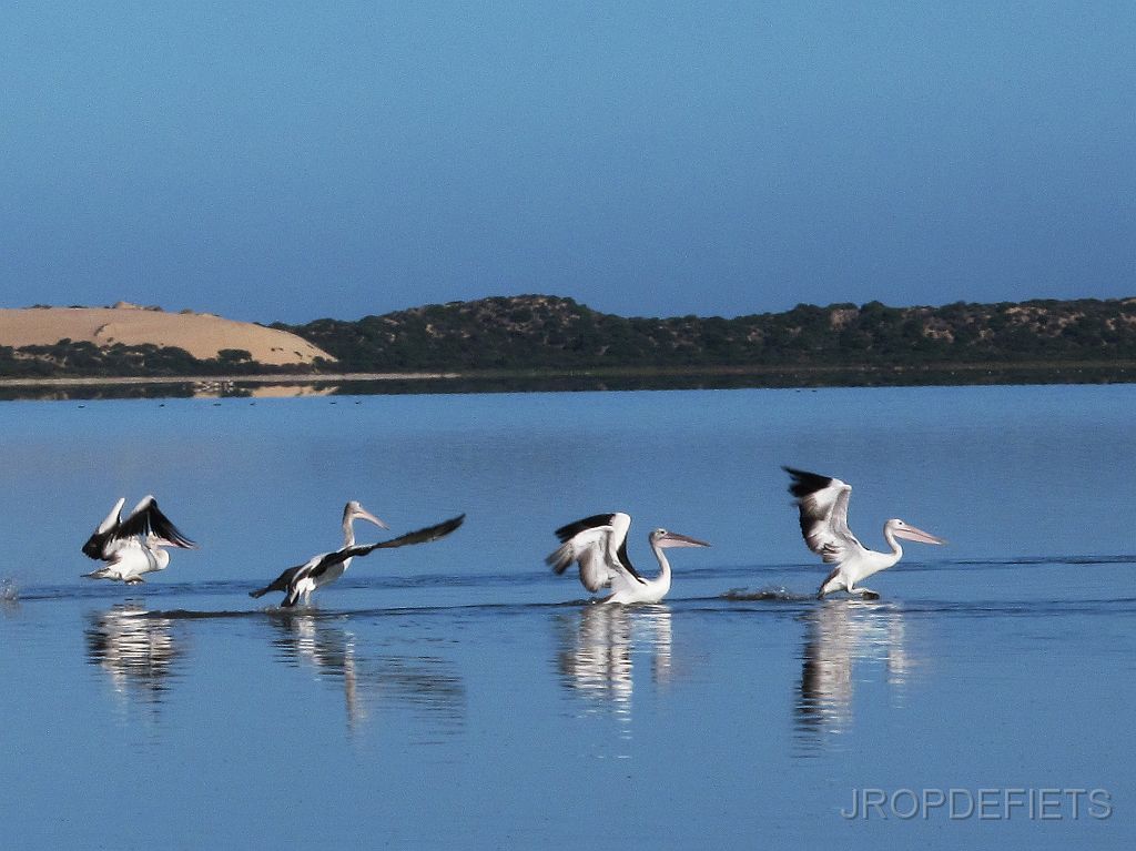 IMG_2897_pelikanen.jpg - The Coorong NP