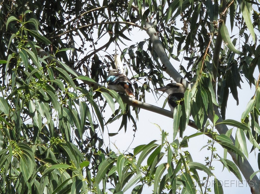 IMG_2937_kakabooraa.jpg - Laughing kookaburra