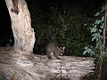 IMG_2473_possum