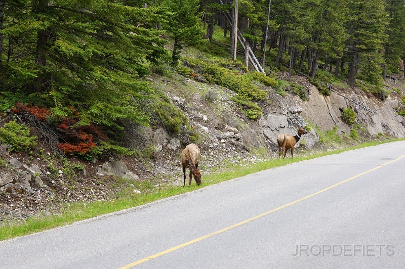 Canada-2012-005.JPG - Stads hert