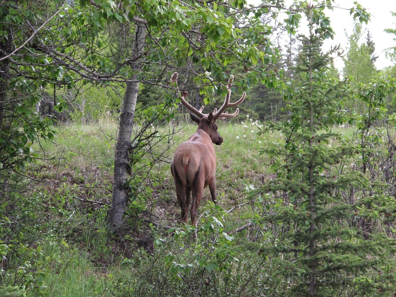 Canada-2012-006.JPG - Echt hert