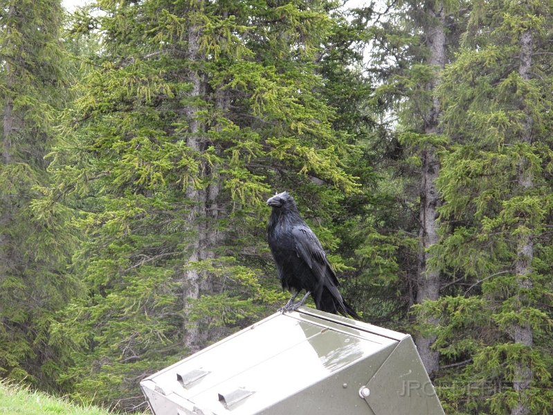 Canada-2012-016.JPG - Kraai