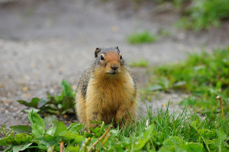 Canada-2012-020.JPG - Eekhoorn