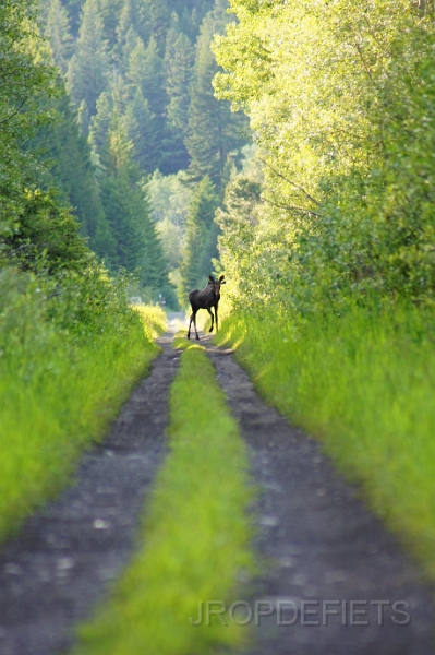 Canada-2012-084.JPG - Eland?