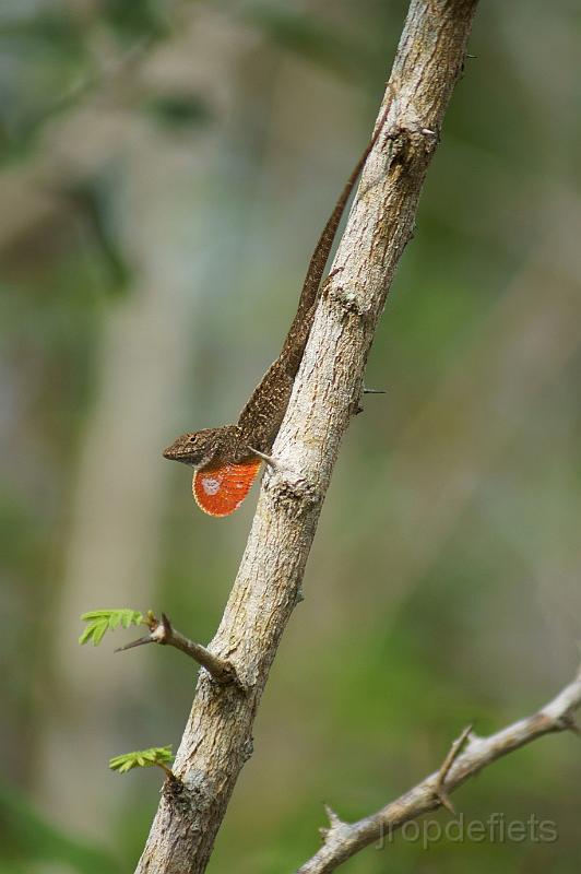 DSC04060.JPG - wild life