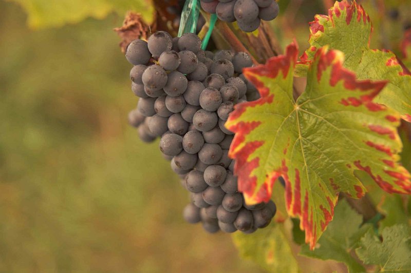 geneve-024.jpg - Vlak voordat ze geplukt werden