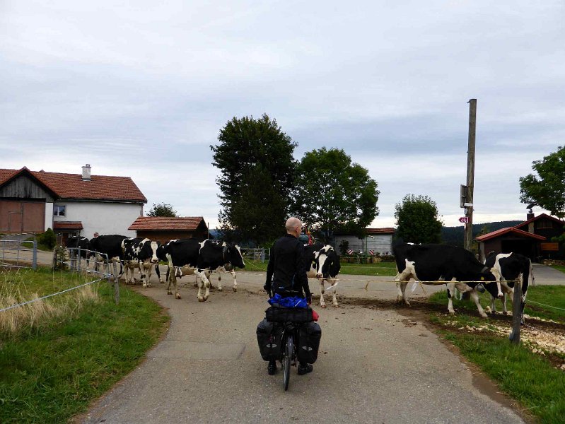 geneve-031.jpg - Koeien