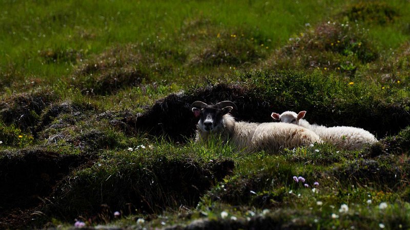 2016-ijsland-029.jpg - Schapen