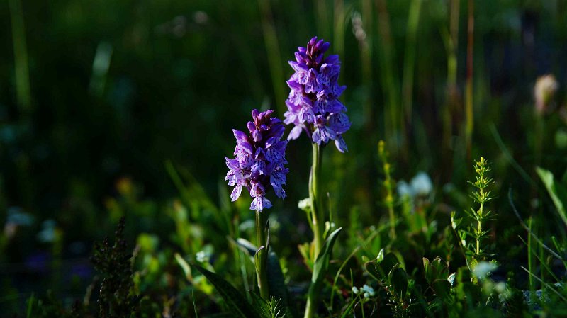 2016-ijsland-037.jpg - wilde orchidee