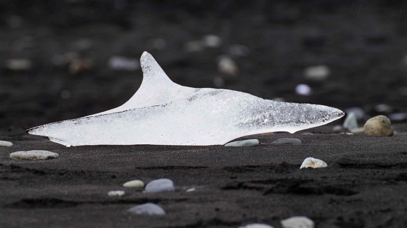 2016-ijsland-062.jpg - Haai