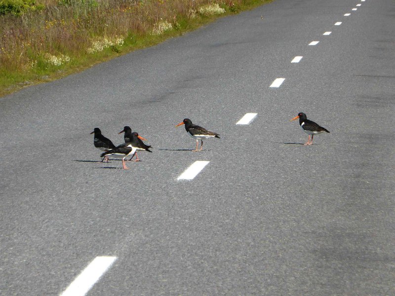 2016-ijsland-079.jpg - Scholeksters