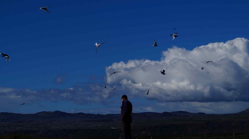 2016-ijsland-093.jpg - Kleine sterns in de aanval