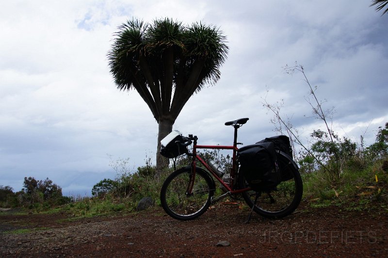 la-palma-2012-008.jpg - Drakenboon
