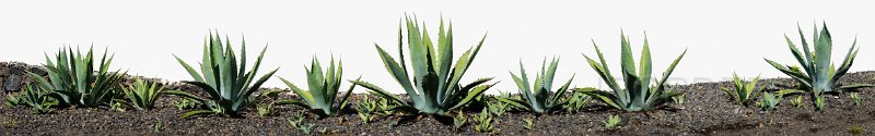 la-palma-2012-018.jpg - Agaves