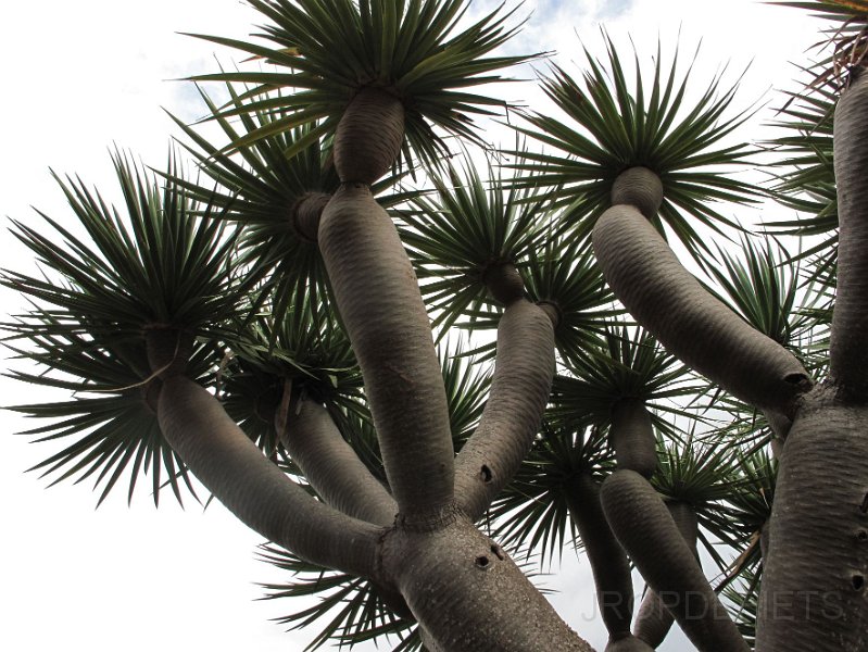 la-palma-2012-030.jpg - Drakenboom