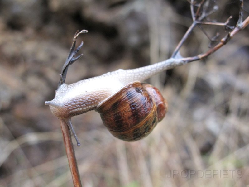 la-palma-2012-034.jpg - Acrobatische slak