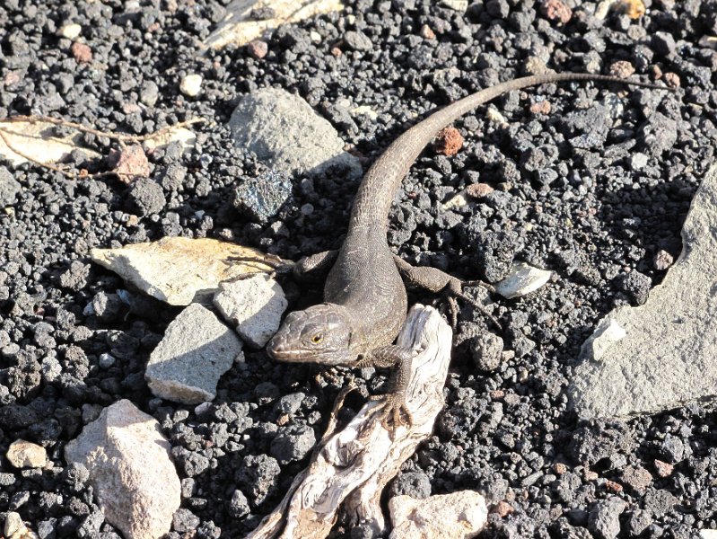 la-palma-2012-046.jpg - Salamander op de Roque Teneguia