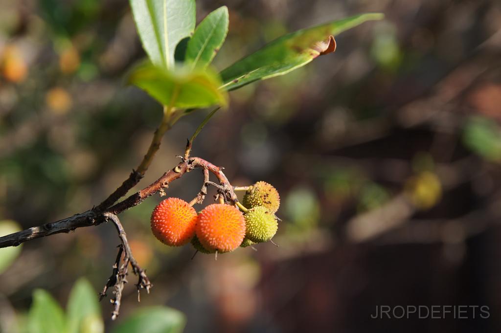 DSC04184.JPG - Fruit