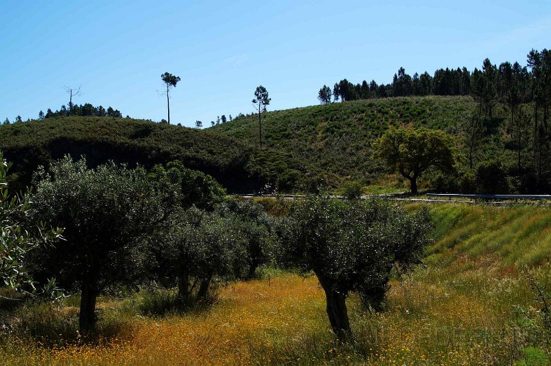 2015-spanje-020.jpg - Begroeide olijfboomgaard