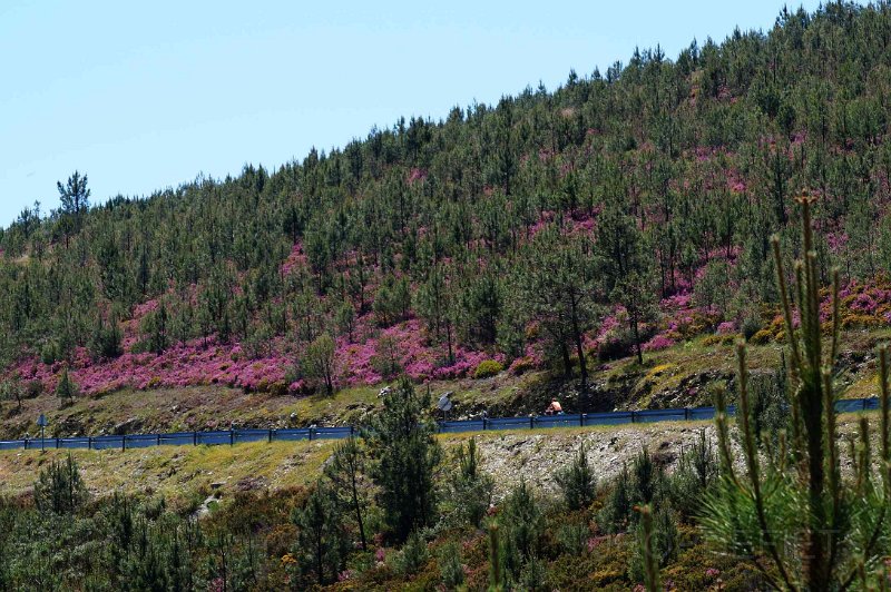 2015-spanje-021.jpg - Lavendel bloeit er volop