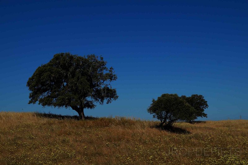 2015-spanje-027.jpg - Olijfbomen