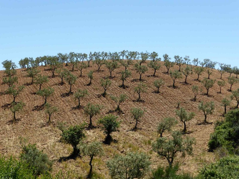 2015-spanje-067.jpg - Kale olijfboomgaard