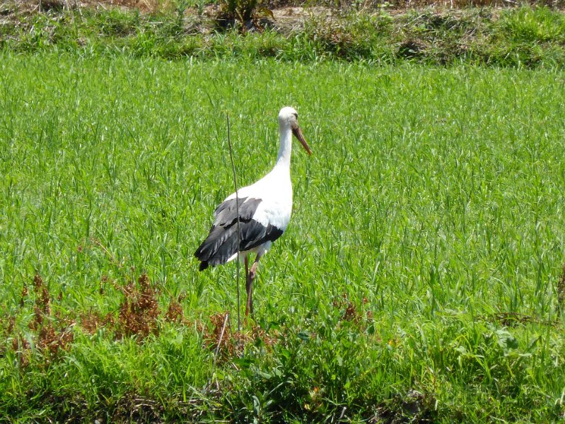 2015-spanje-080.jpg - Ooievaars zitten er volop