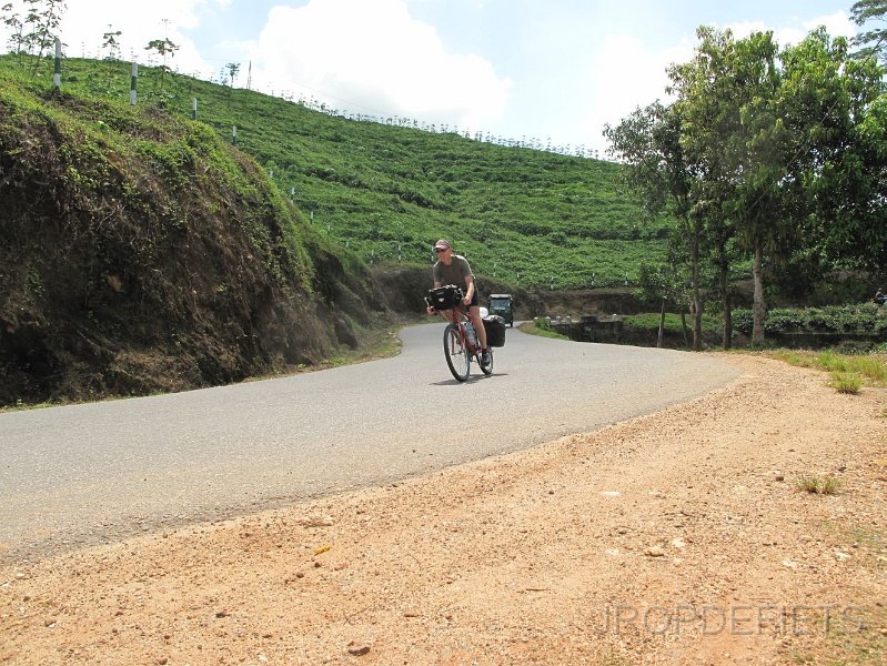 2014-sri-lanka-013.jpg - Thee plantages in de buuurt van Niwitigala