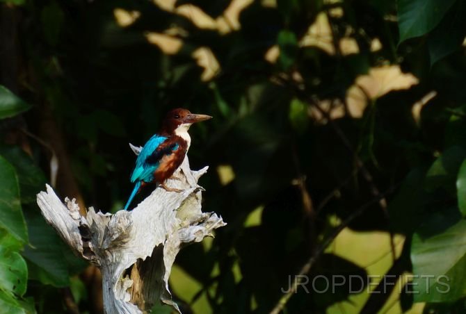 2014-sri-lanka-017.jpg - IJsvogel