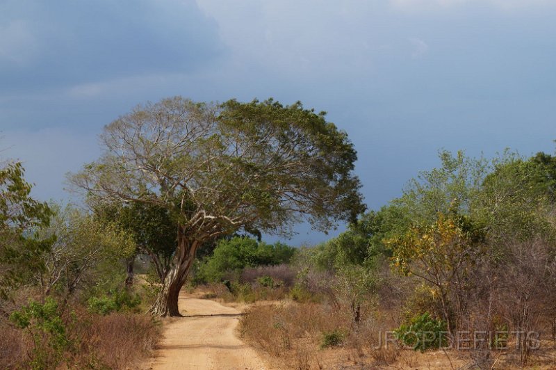 2014-sri-lanka-024.jpg - Uda Walawe nationaal park