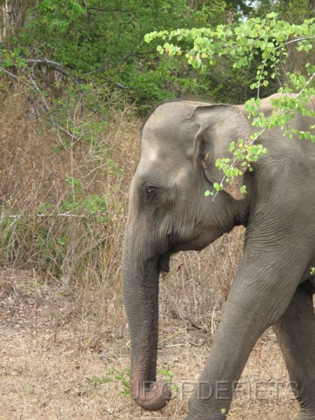 2014-sri-lanka-025.jpg - Uda Walawe nationaal park